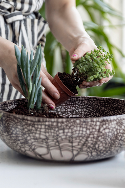 Les plantes : alliées millénaires de notre santé
